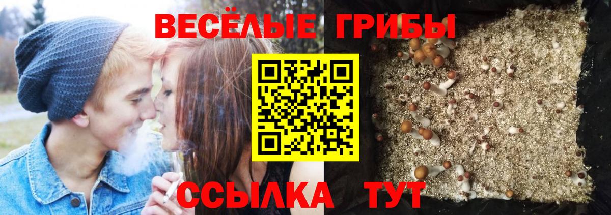 Псилоцибиновые грибы Psilocybe Волхов